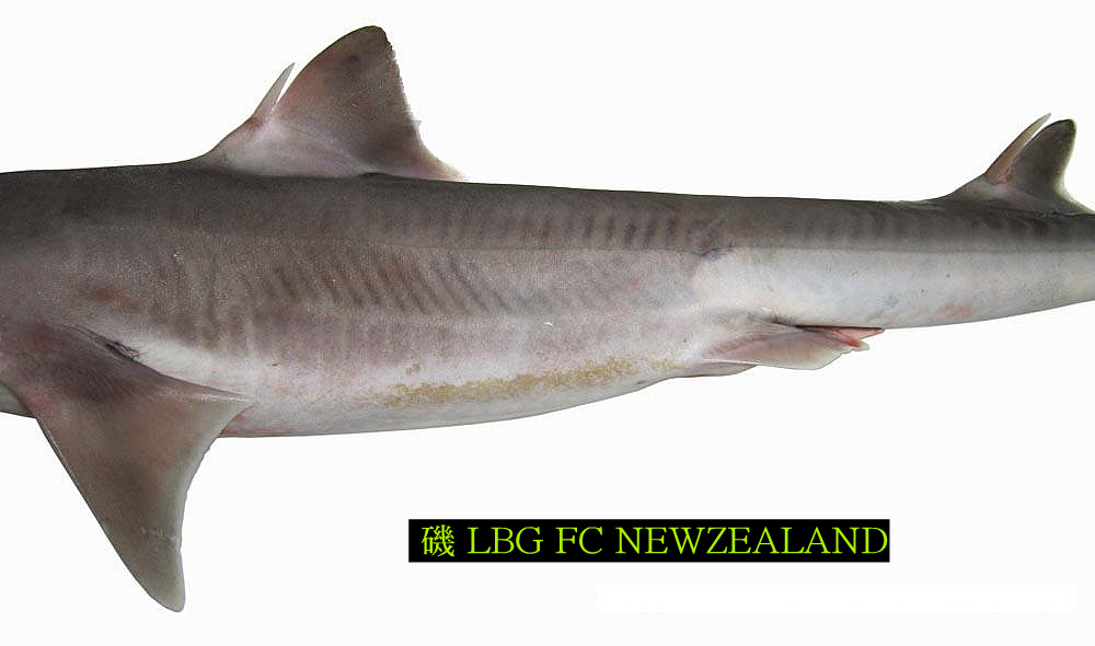 113DAA564D4EC85217EF52