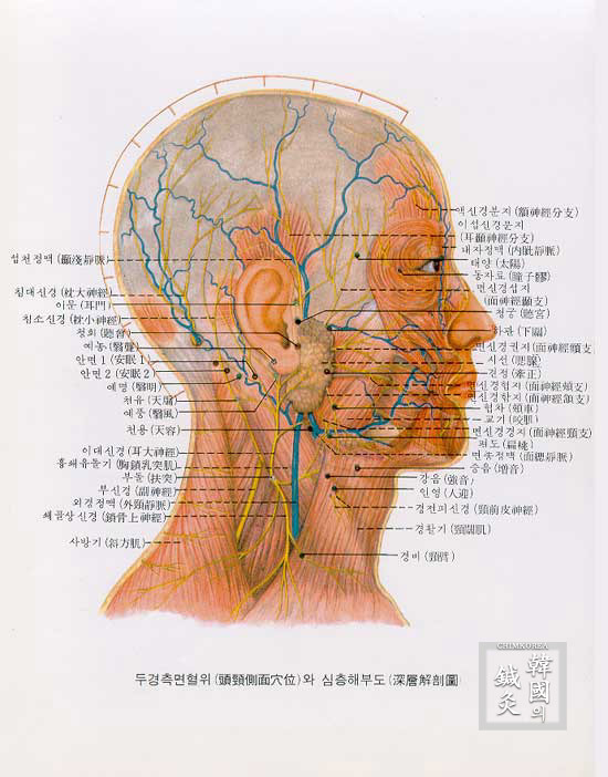 두경 이미지