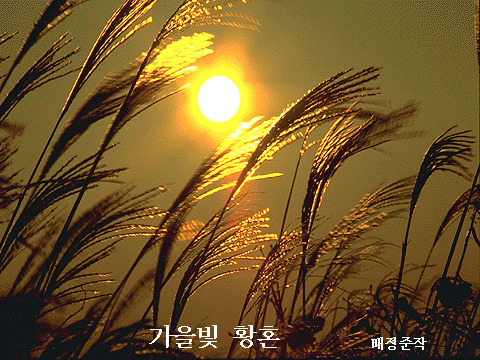 갈대 이미지