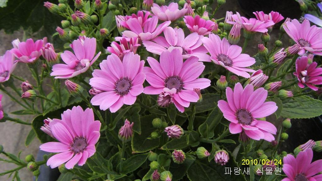 꽃시내 이미지