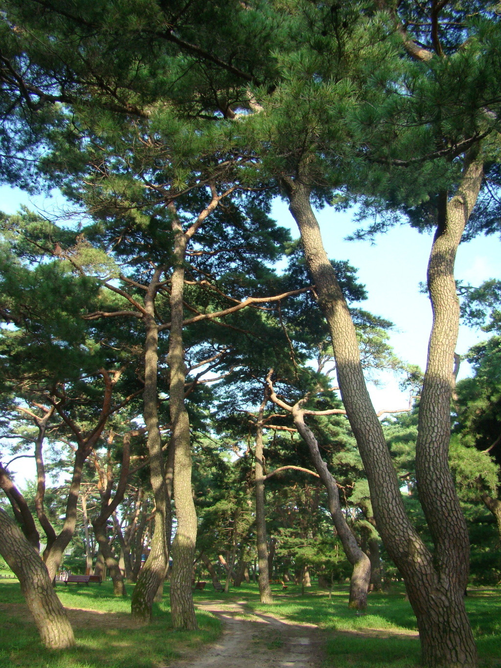 송림(松林) 이미지
