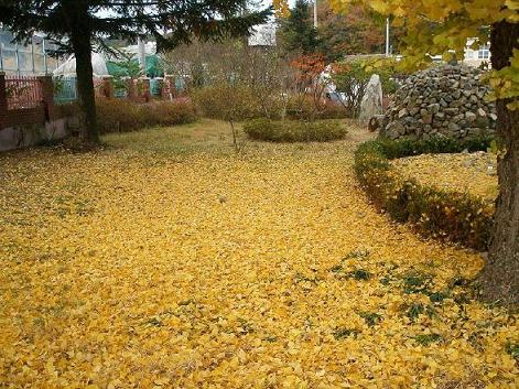 나무사랑 이미지