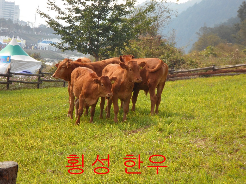 횡성한우 이미지