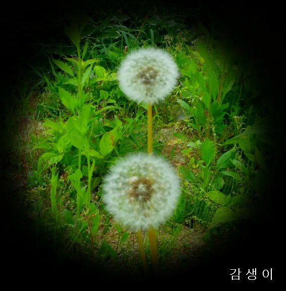 살다보면 이미지