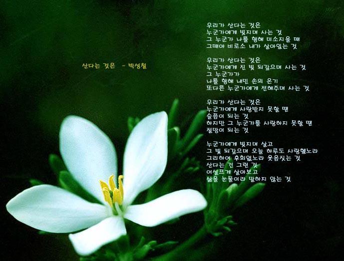 시목 이미지