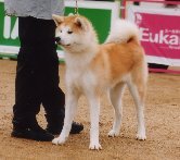 아키타 이미지