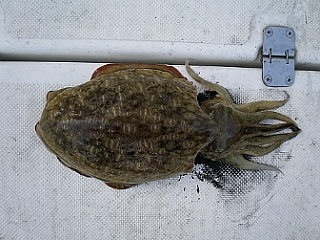 19276B404DE2FC9C164CE5