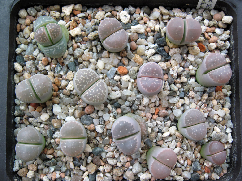 올리바 이미지