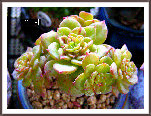 요맛 이미지