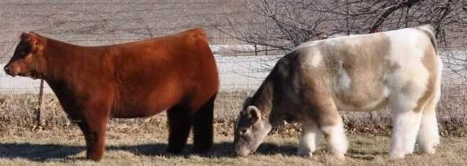 실제로 존재한다는 말랑카우 소.jpg | 인스티즈
