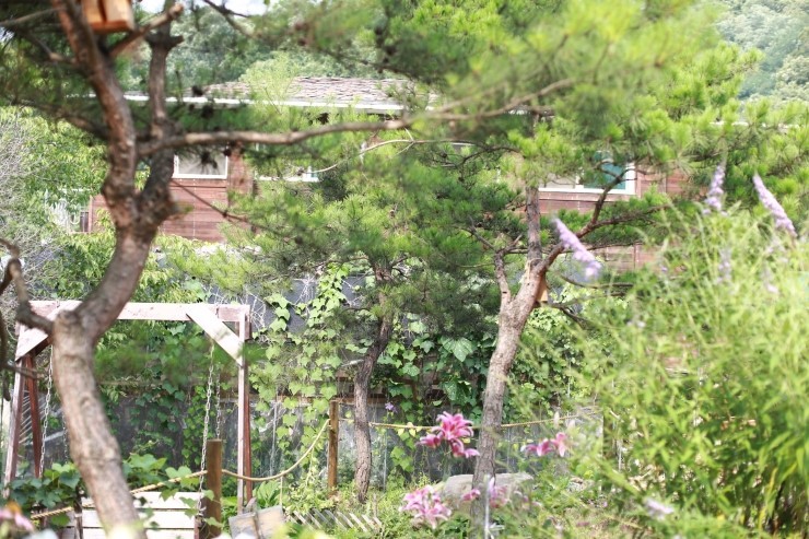 자연약초 이미지
