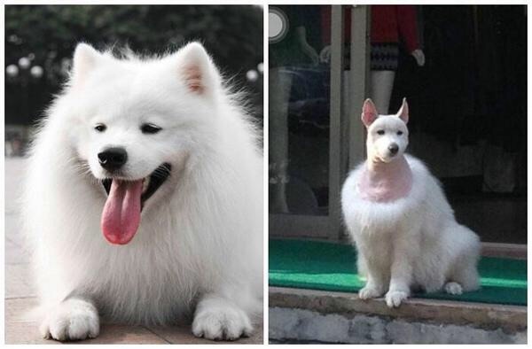이발한 시아준수 강아지.jpg | 인스티즈