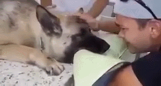 안락사 직전 주인과 신나게 노는 댕댕이.gif | 인스티즈