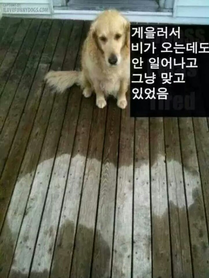 강아지들을 키우고 싶은 이유 | 인스티즈