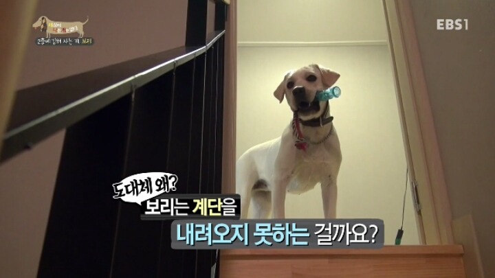 겁 많은 대형견 보리 | 인스티즈