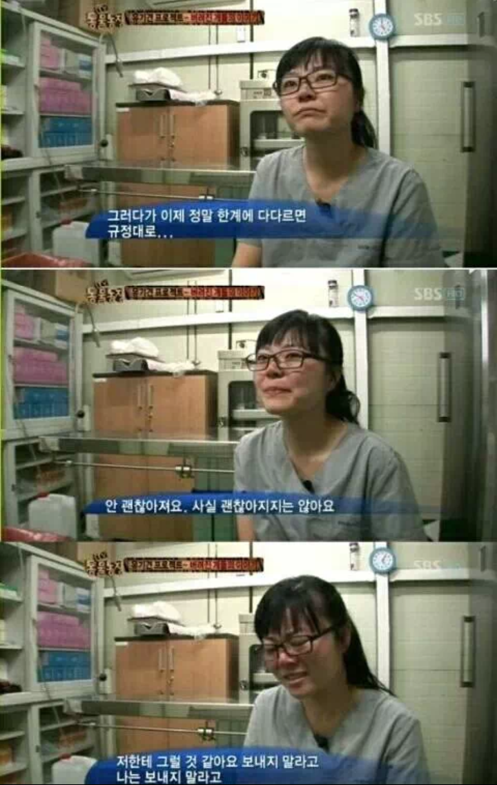 유기견들을 안락사 시키는 수의사들의 심정 | 인스티즈