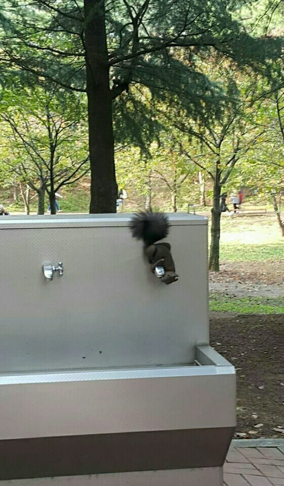 물먹는 청설모.jpg | 인스티즈