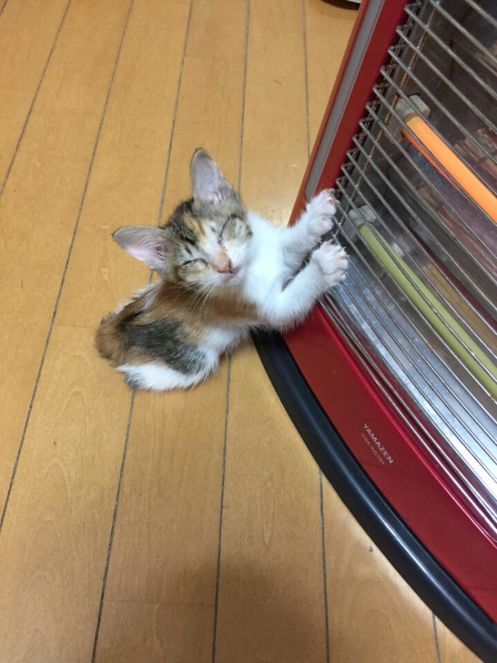 히터를 껐더니 고양이 반응 | 인스티즈