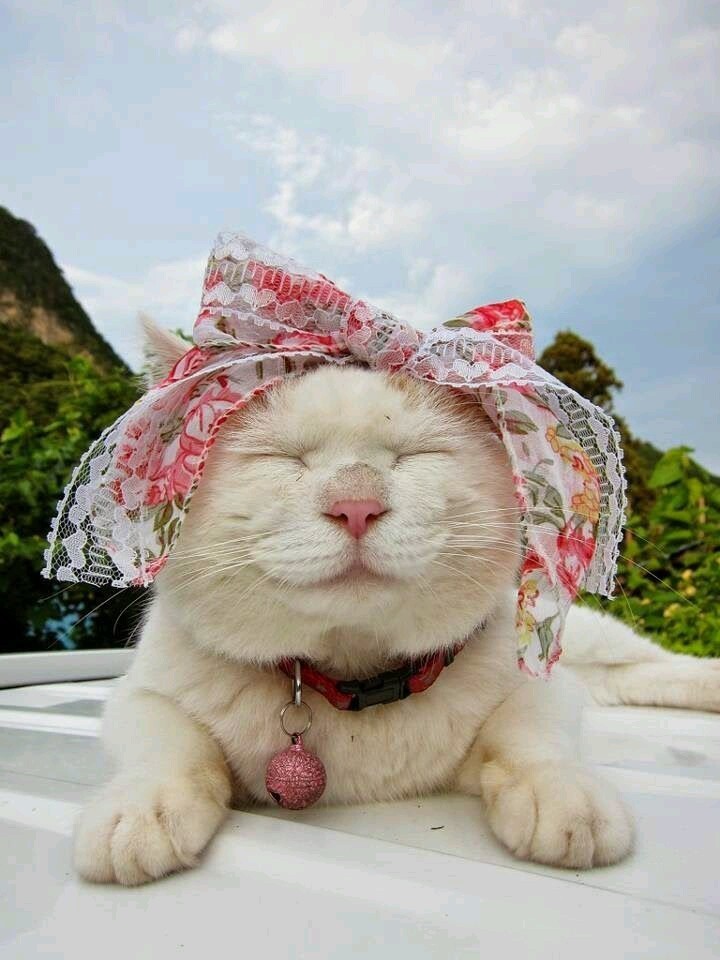 일본의 유명한 고양이 시로네코.jpg | 인스티즈