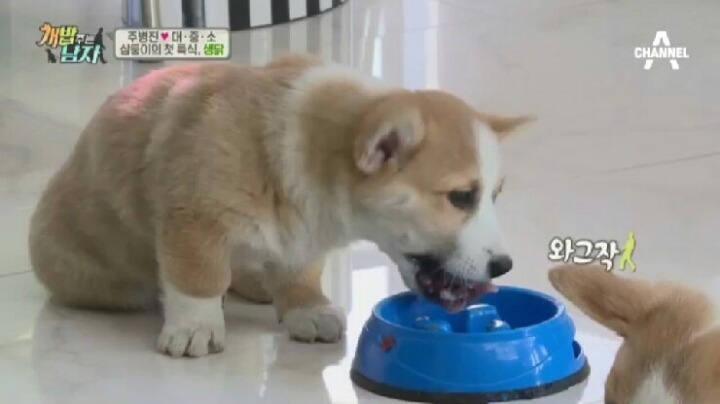 [개밥주는남자] 웰시코기 삼둥이 대중소 식탐고치기 (feat.갓형욱) | 인스티즈
