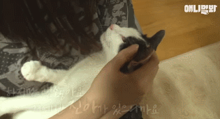 어떤 고양이의 아주 특별한 집사 마중.gif | 인스티즈