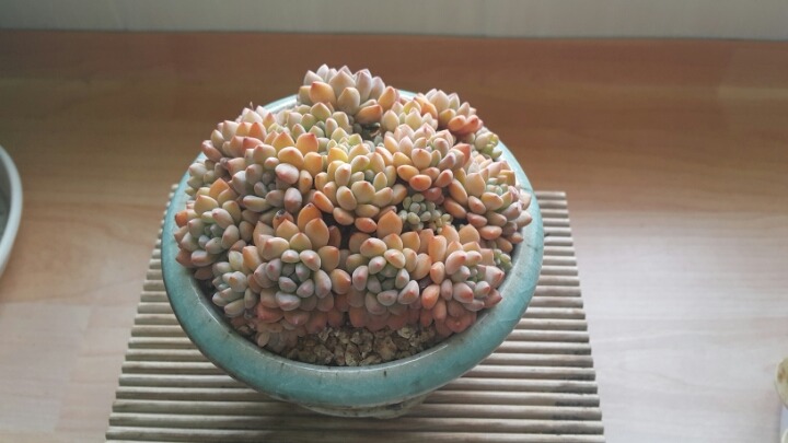 아마빌레 이미지