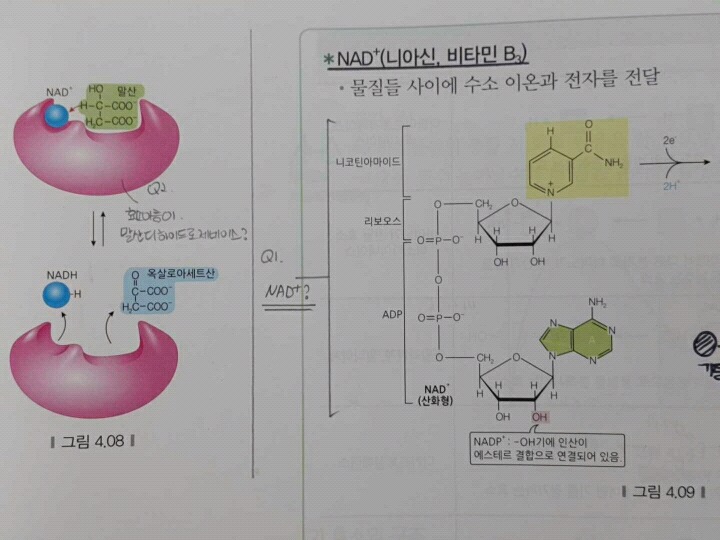 리보플라 이미지