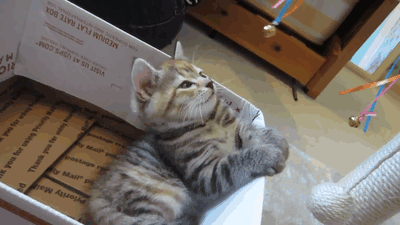 고양이 최면걸기.gif | 인스티즈