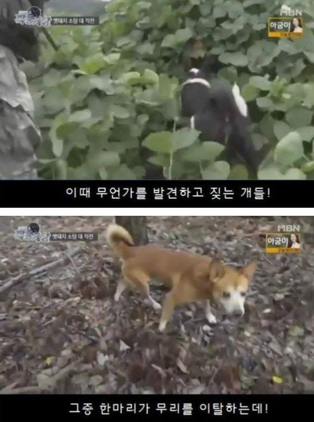 멧돼지를 추적하는 개 | 인스티즈
