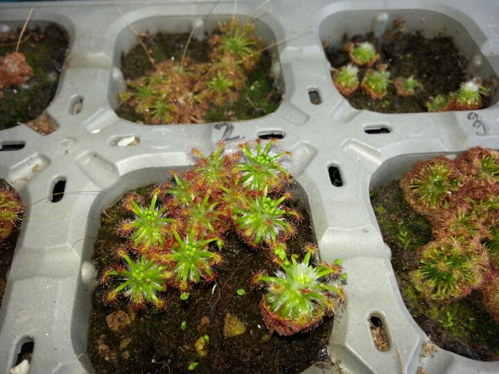 겜마 이미지