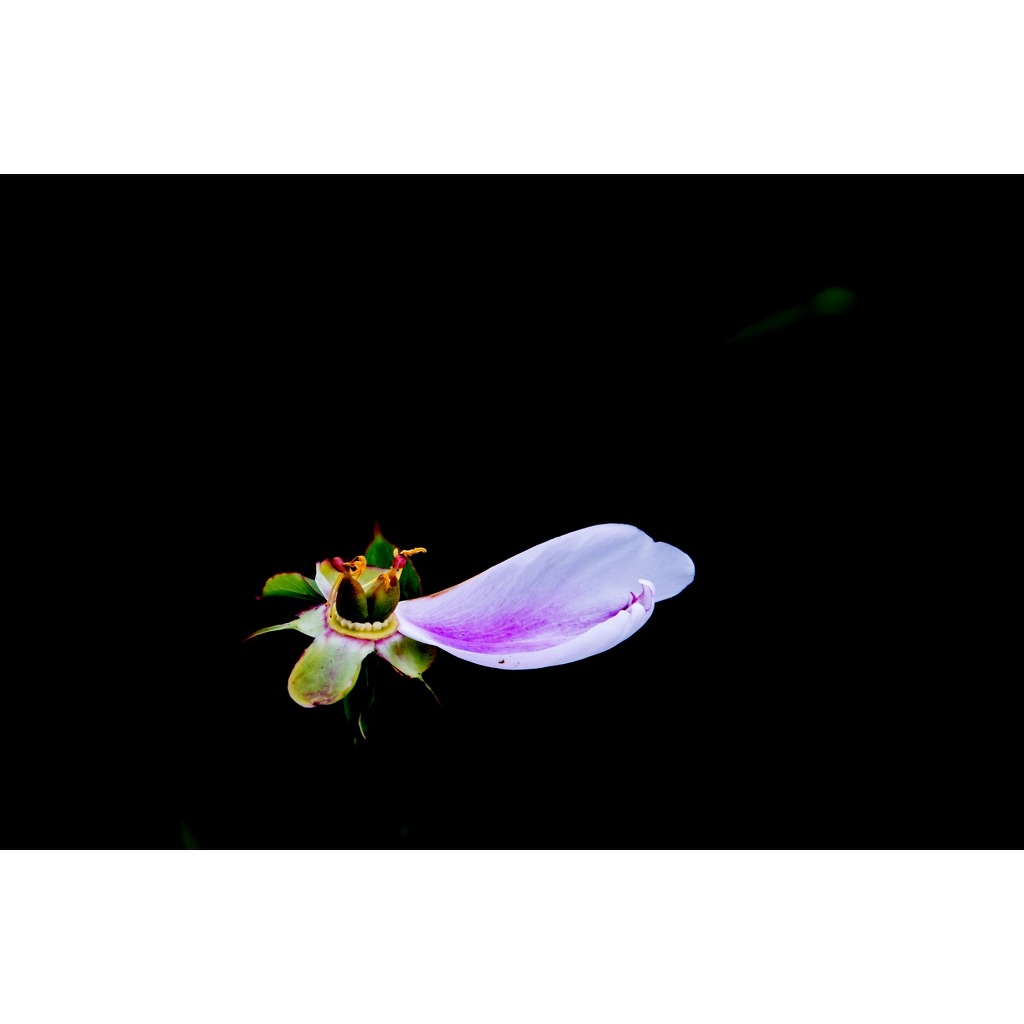 꽃잎하나 이미지