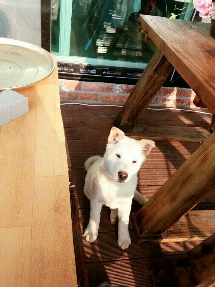 창녕 매실이 이야기를 아시나요?개소주가 되어서 돌아온 우리 매실이를 기억해주세요. 동물보호법강화를 위해 관심가져주세요 | 인스티즈