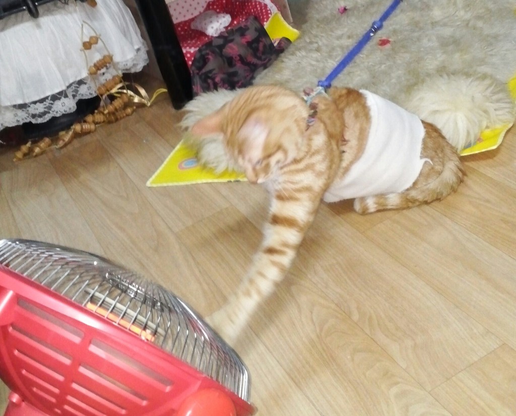 코샷 이미지