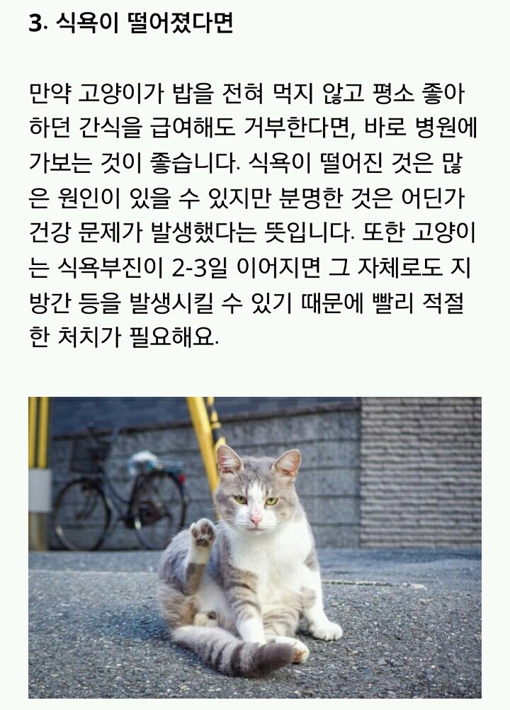 [반려동물] 고양이가 아플 때 보내는 신호 | 인스티즈