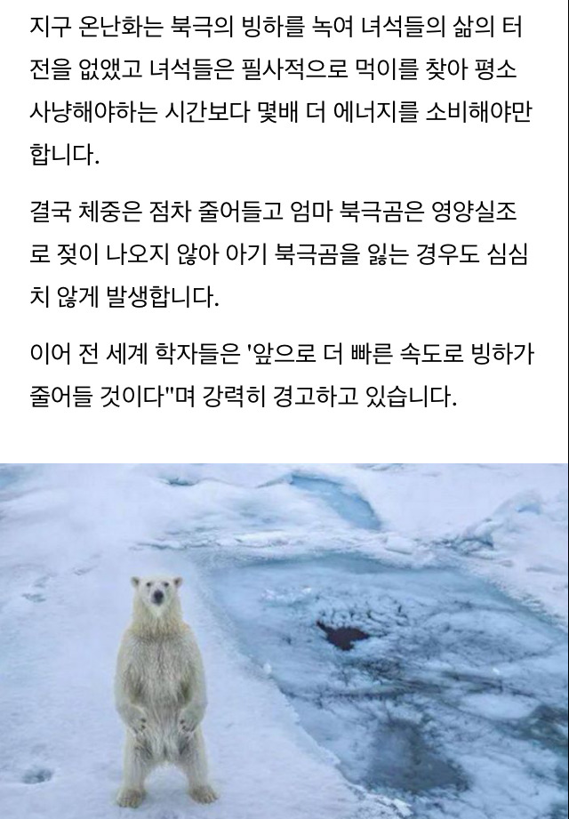 지구 온난화로 영양실조 걸려 사람에게 먹이 구걸하는 북극곰 | 인스티즈