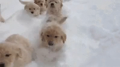 눈와서 개신남.gif | 인스티즈