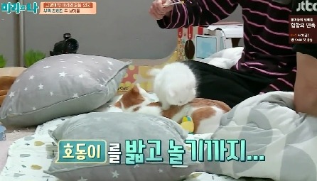 [마리와나] 뚱보냥 호동이 다이어트 시키기 (feat.먼지) | 인스티즈
