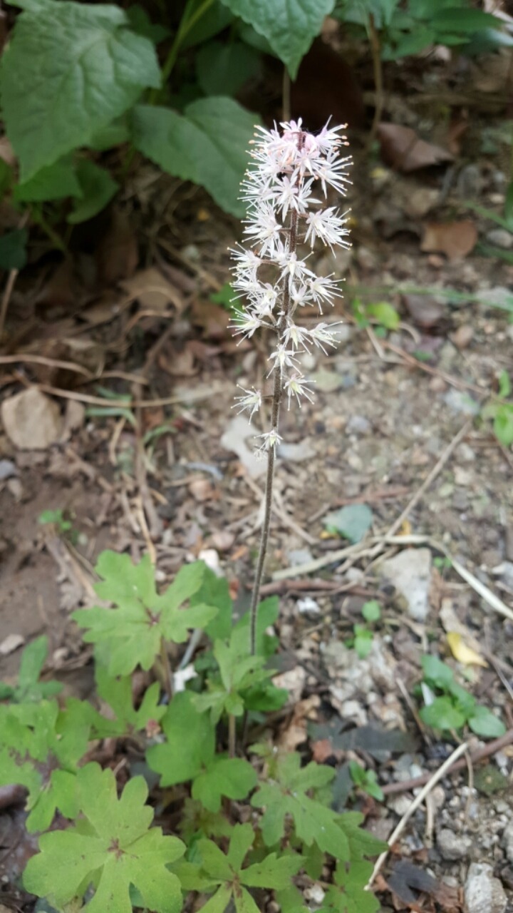 솔체 이미지