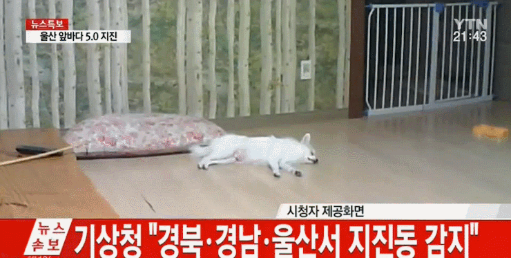 동물은 지진을 미리 알아채나요?? | 인스티즈