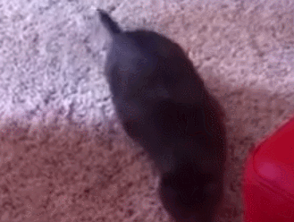 고양이 엉덩이 흔들기 모음.gif | 인스티즈