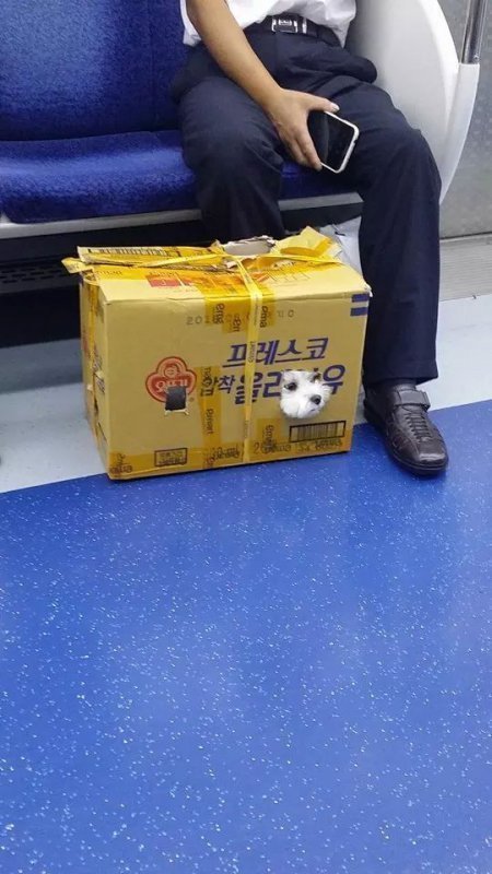 시골집 가는 강아지 | 인스티즈