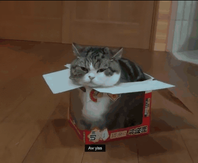 고양이 박스.gif | 인스티즈