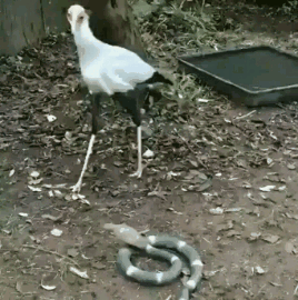 야무지게 갈기는데 뭔가 되게 얄미움.gif | 인스티즈