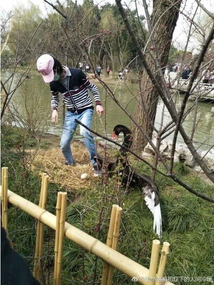 중국 남성에게 짓밟힌 알 보며 목놓아 우는 흑조 | 인스티즈