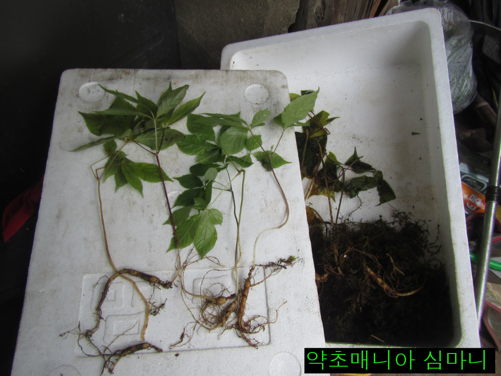 심마니 이미지