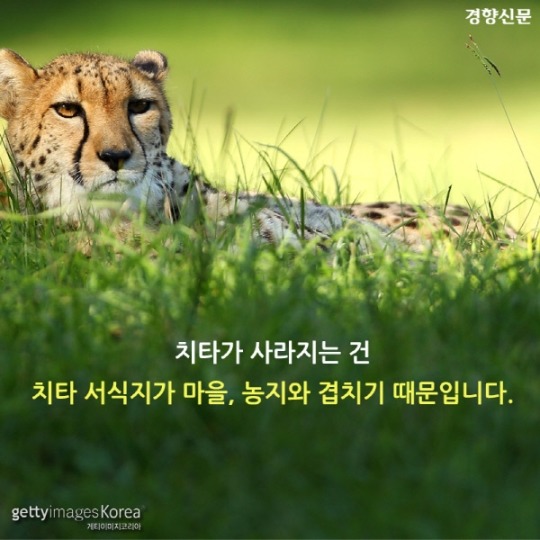  치타가 사라진다 | 인스티즈
