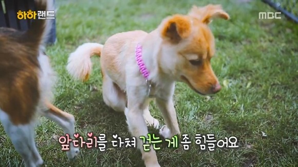 [사진/움짤多] 저는 유기견 마린이입니다. 제 가족이 되어주실 분 없나요? | 인스티즈