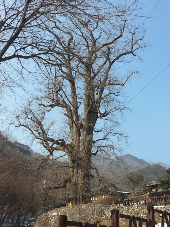 용봉산자연휴양림 이미지