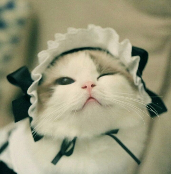 고양이 미모 | 인스티즈