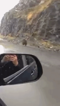 곰탱이의 실제 달리기 속도 ㄷㄷㄷ.gif | 인스티즈